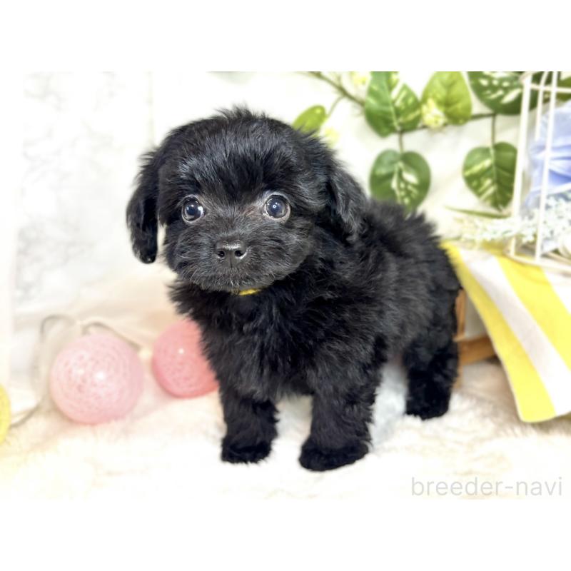 成約済の滋賀県のチワプー:チワワ×トイプードル-408995の3枚目